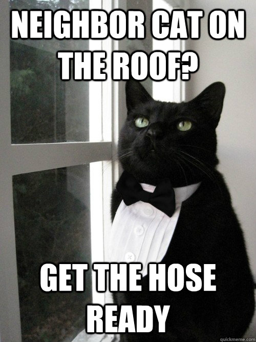 Neighbor cat on the roof? Get the hose ready  One Percent Cat