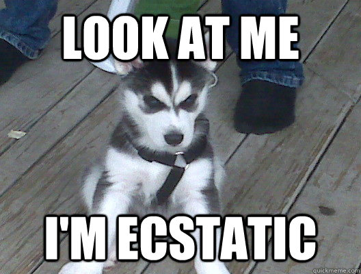look at me I'm ecstatic - look at me I'm ecstatic  Grumpy Husky