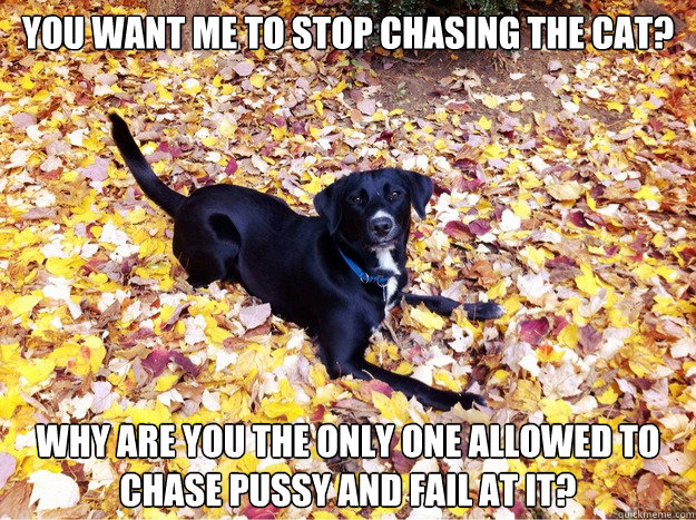 You Want me to stop chasing the cat? Why are you the only one allowed to chase pussy and fail at it?  Guilt Giving Good Dog