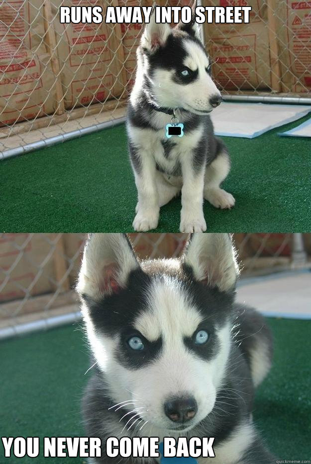 Runs away into street You never come back  Insanity puppy