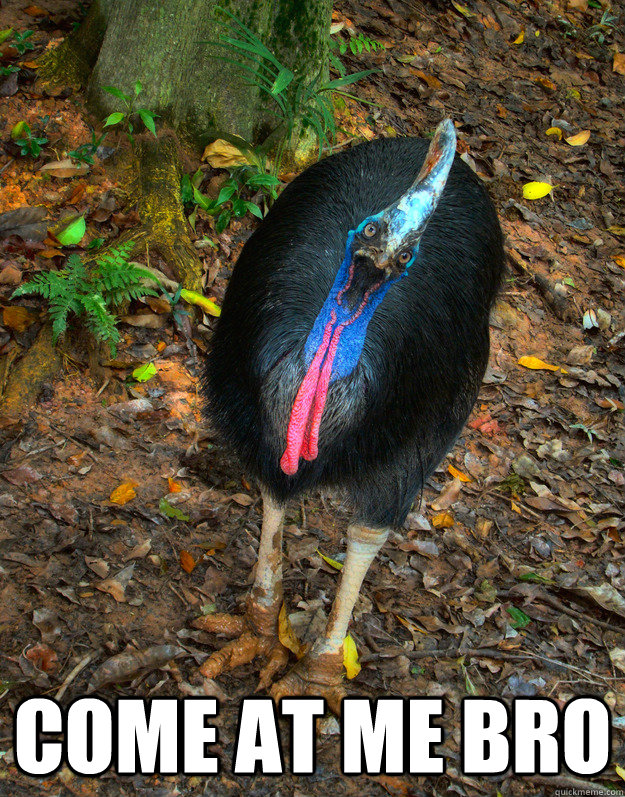  COME AT ME BRO -  COME AT ME BRO  Cassowary come at me