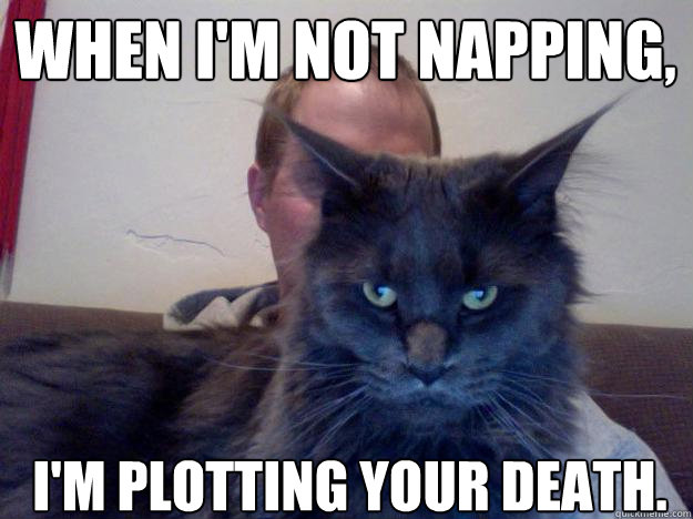 When I'm not napping, I'm plotting your death.  