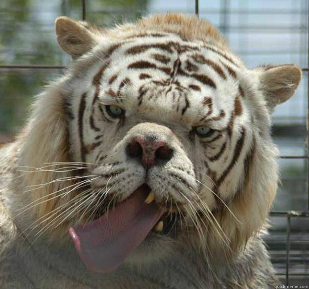 I--I want tu like yous face right nn--nnow  bbut my tongue is a wiltle harie  Kenny the Retarded Tiger