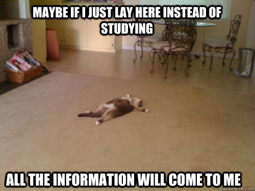 Maybe if I just lay here instead of studying All the information will come to me - Maybe if I just lay here instead of studying All the information will come to me  Down Cat