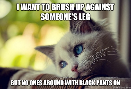 I want to brush up against someone's leg But no ones around with black pants on  First World Cat Problems