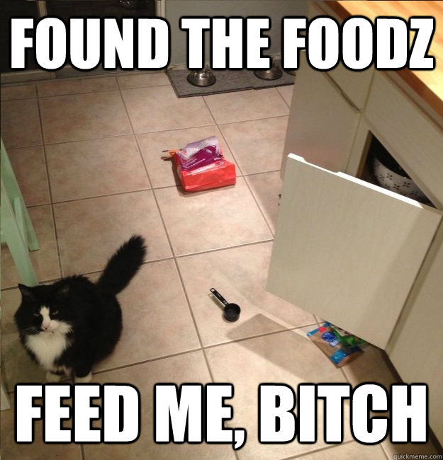 found the foodz feed me, bitch - found the foodz feed me, bitch  opposable thumbs cat