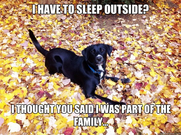 I have to sleep outside? I thought you said I was part of the family...  Guilt Giving Good Dog