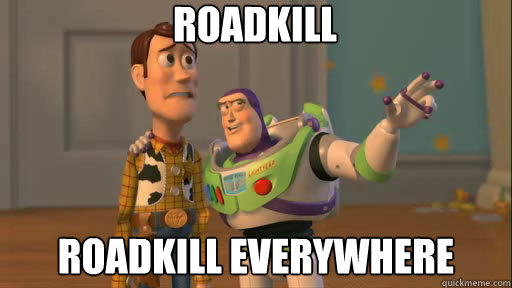 roadkill roadkill everywhere  Everywhere