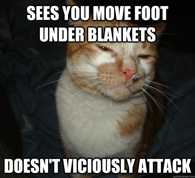 sees you move foot under blankets doesn't viciously attack  Cool Cat Craig