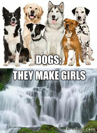 DOGS:  THEY MAKE GIRLS  Wet dog