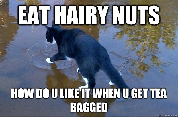 Eat hairy nuts How do u like it when u get tea bagged  Jesus Cat