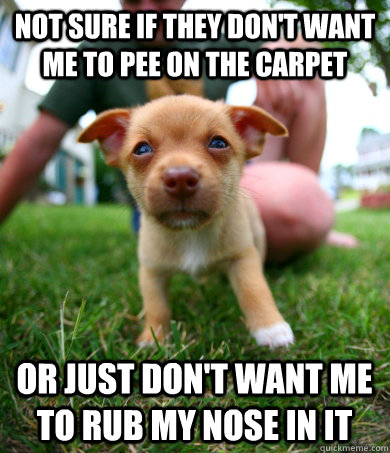 not sure if they don't want me to pee on the carpet or just don't want me to rub my nose in it - not sure if they don't want me to pee on the carpet or just don't want me to rub my nose in it  Not Sure Puppy