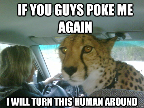 if you guys poke me again i will turn this human around - if you guys poke me again i will turn this human around  Chill Cheetah