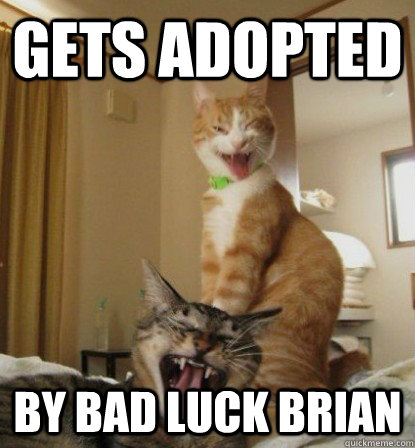gets adopted by bad luck brian - gets adopted by bad luck brian  bad luck Brians cat