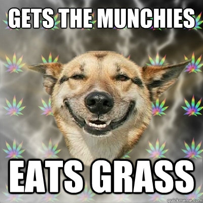 Gets the munchies Eats grass  Stoner Dog