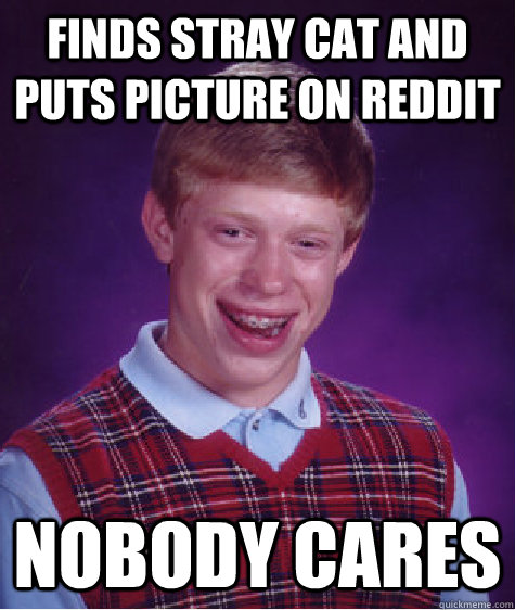 Finds stray cat and puts picture on reddit Nobody Cares  Bad Luck Brian