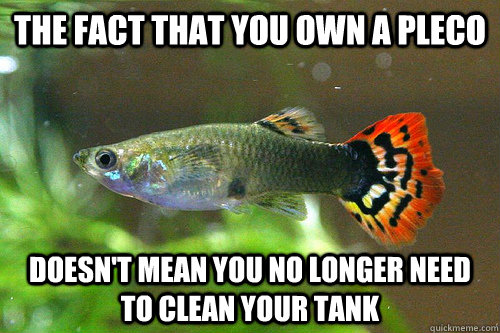 The fact that you own a pleco Doesn't mean you no longer need to clean your tank - The fact that you own a pleco Doesn't mean you no longer need to clean your tank  Universal Truth Guppie