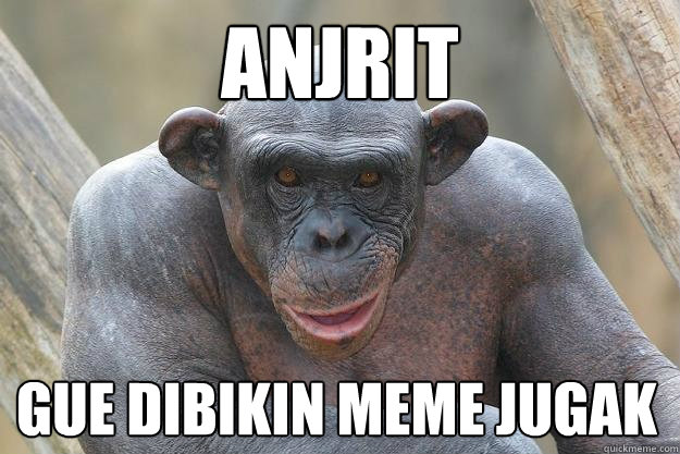 anjrit gue dibikin meme jugak  The Most Interesting Chimp In The World