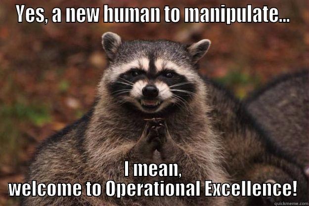 YES, A NEW HUMAN TO MANIPULATE... I MEAN, WELCOME TO OPERATIONAL EXCELLENCE! Evil Plotting Raccoon