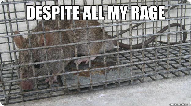 despite all my rage  - despite all my rage   rat in a cage