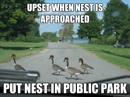 upset when nest is approached put nest in public park  Scumbag Geese