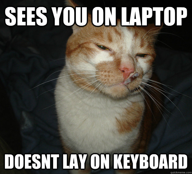 Sees you on laptop doesnt lay on keyboard  Cool Cat Craig