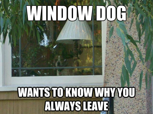 Window Dog Wants to know why you always leave  Window dog