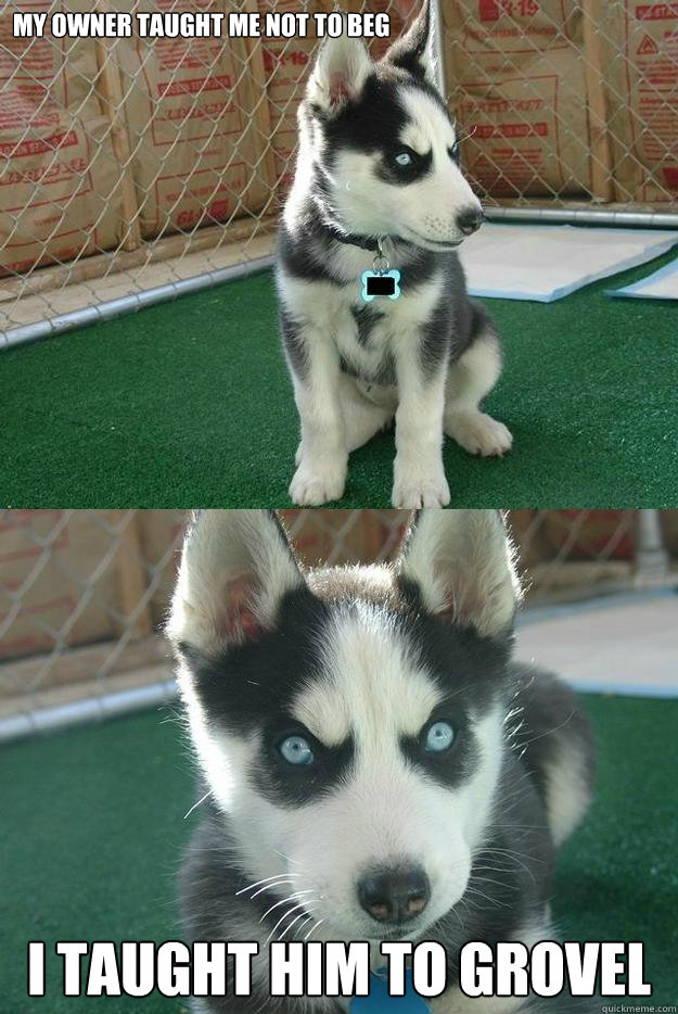 My owner taught me not to beg I taught him to grovel  Insanity puppy