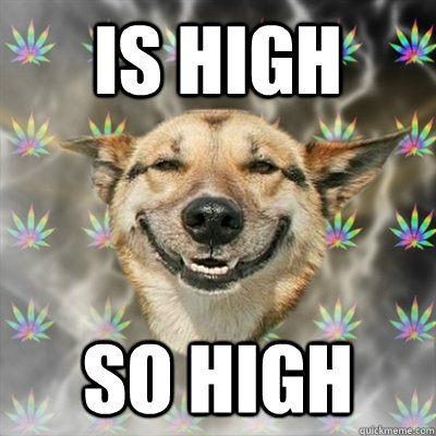 Is high SO HIGH  Stoner Dog