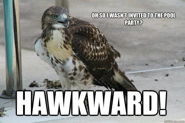 oh so i wasn't invited to the pool party? hawkward!  