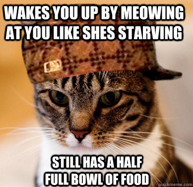 Wakes you up by meowing at you like shes starving Still has a half full bowl of food  Scumbag Cat