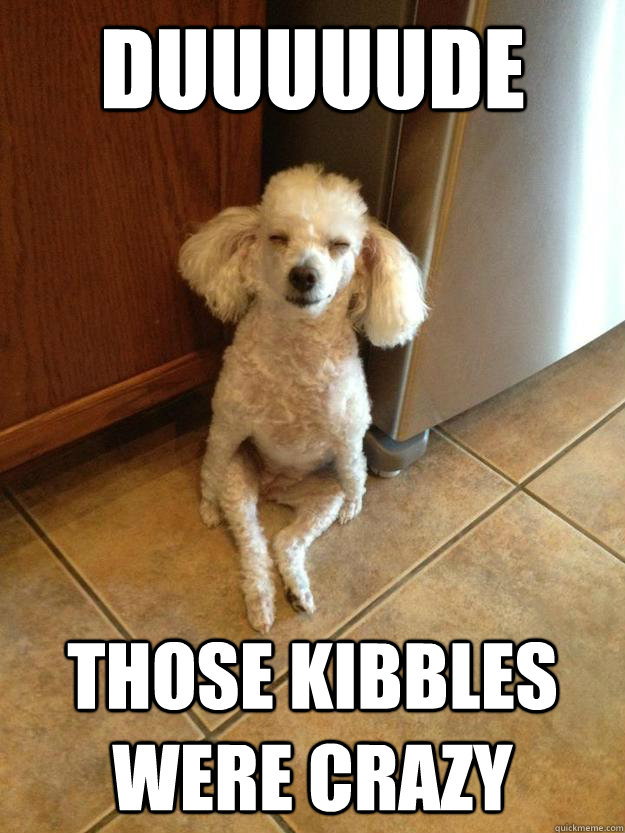 duuuuude Those kibbles were crazy - duuuuude Those kibbles were crazy  Doped-up Dog