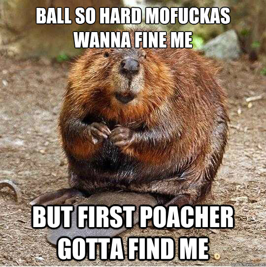 Ball so hard mofuckas wanna fine me But First Poacher gotta find me  The Gratuitous Beaver