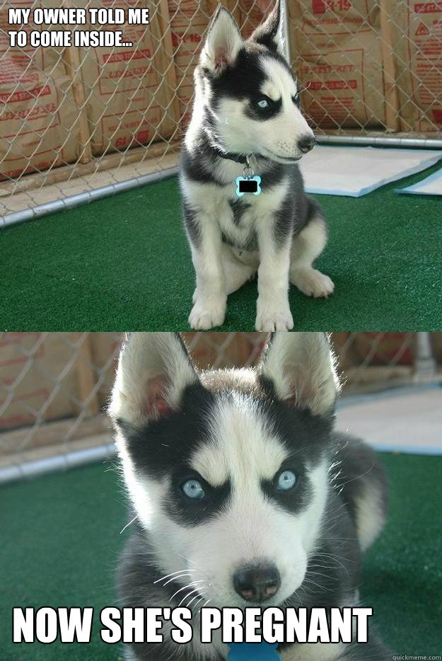 My owner told me 
to come inside... Now she's pregnant  Insanity puppy