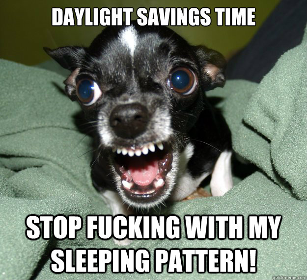 Daylight savings time stop fucking with my sleeping pattern!  Chihuahua Logic