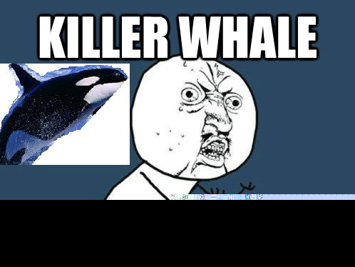 Killer whale Y U no small enough for me to have?!  