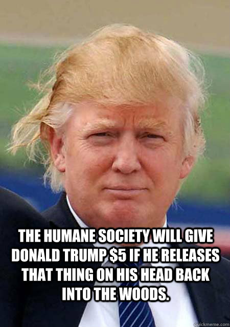  The Humane Society will give Donald Trump $5 if he releases that thing on his head back into the woods.   Donald Trump Feeney Swag Meme