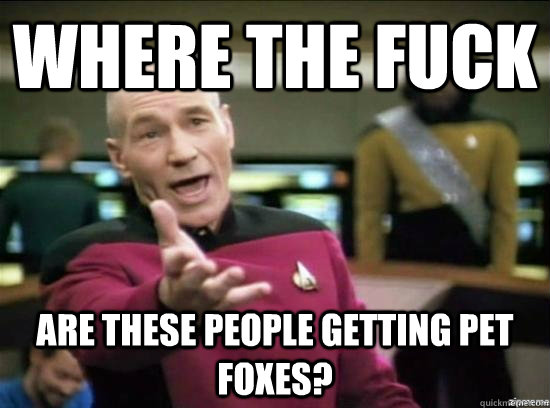 Where the fuck are these people getting pet foxes?  Annoyed Picard HD