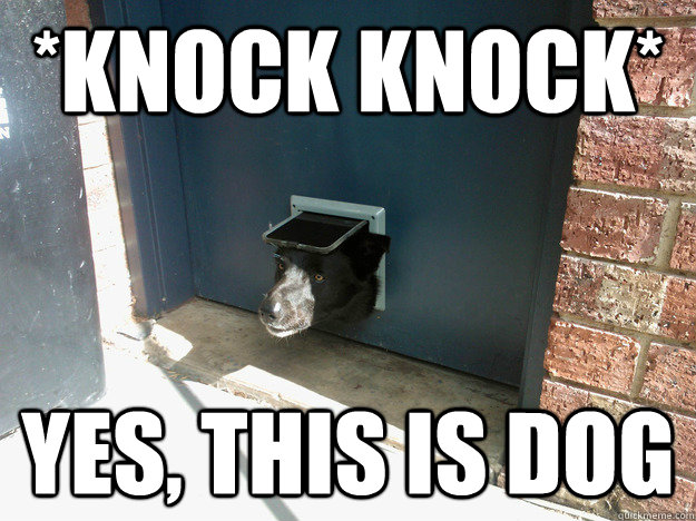 *Knock Knock* Yes, This is Dog  Door Dog