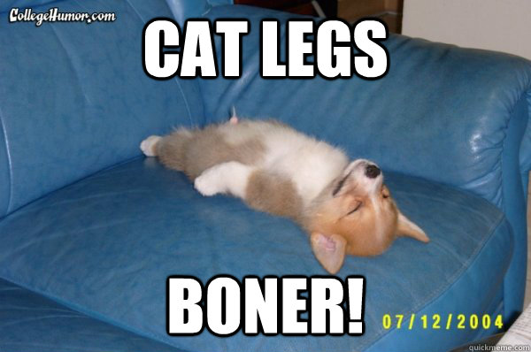 Cat Legs BONER! - Cat Legs BONER!  Boner Dog
