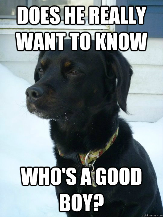 Does he really want to know Who's a good boy?  Philosophical Puppy