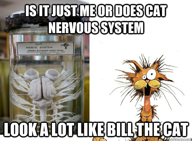 is it just me or does cat nervous system Look a lot like Bill the cat - is it just me or does cat nervous system Look a lot like Bill the cat  Cat nervous system looks like Bill the Cat to me