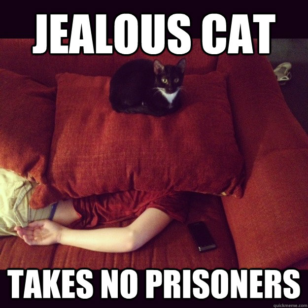 jealous cat takes no prisoners - jealous cat takes no prisoners  jealous cat