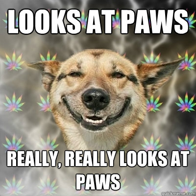 Looks at paws really, really looks at paws  Stoner Dog
