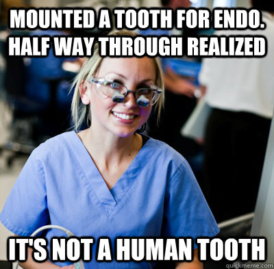 Mounted a tooth for endo. Half way through realized It's not a human tooth   overworked dental student