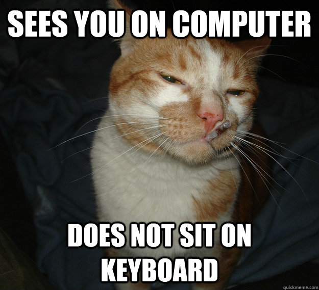 sees you on computer does not sit on keyboard   Good Guy Cat