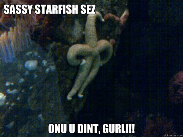 Sassy starfish sez onu u dint, gurl!!!    - Sassy starfish sez onu u dint, gurl!!!     Sassy Starfish