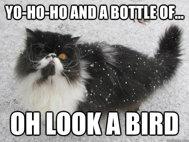 Yo-ho-ho and a bottle of... Oh look a bird - Yo-ho-ho and a bottle of... Oh look a bird  pirate cat