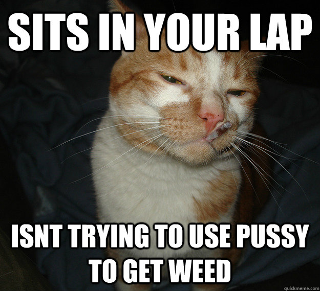 sits in your lap  isnt trying to use pussy to get weed   Good Guy Cat