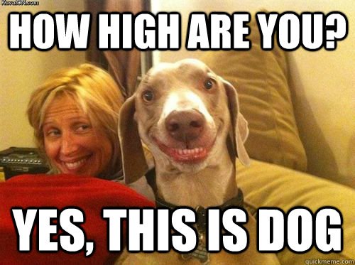 How high are you? Yes, this is dog - How high are you? Yes, this is dog  Stoner Dog